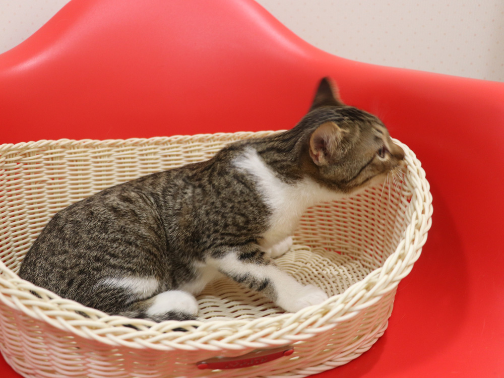 スコティッシュフォールドの子猫画像