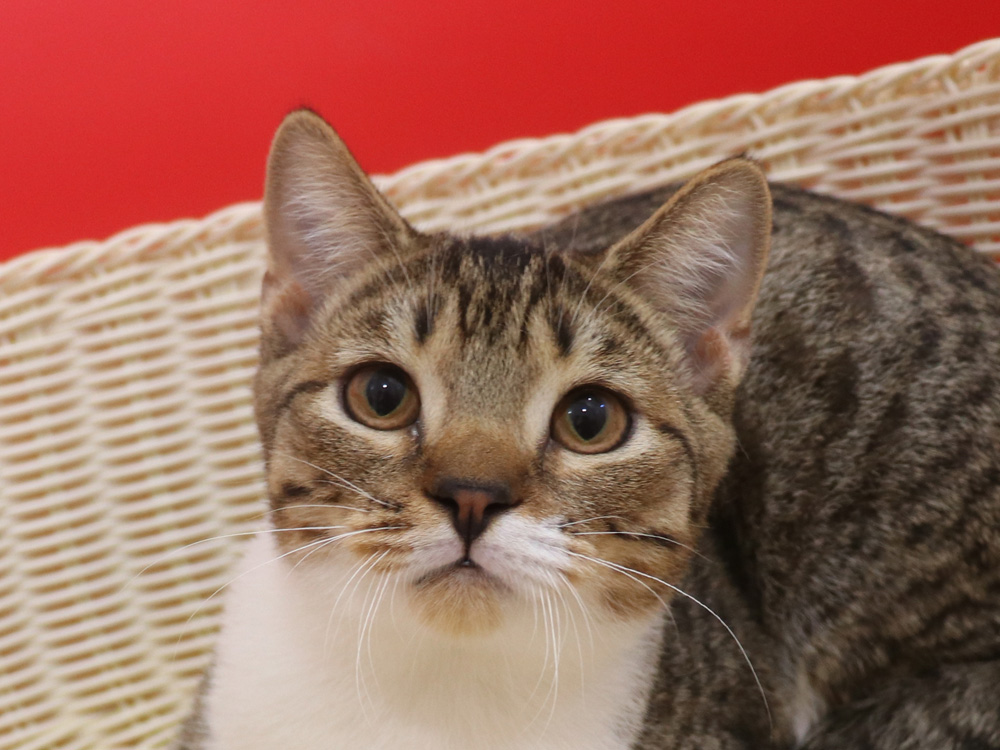 スコティッシュフォールドの子猫画像