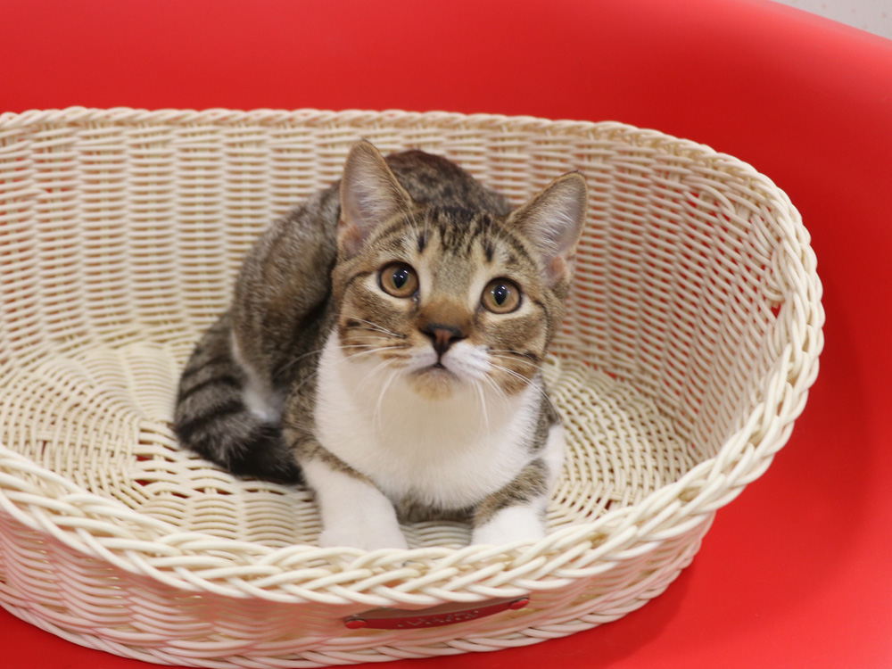 スコティッシュフォールドの子猫画像