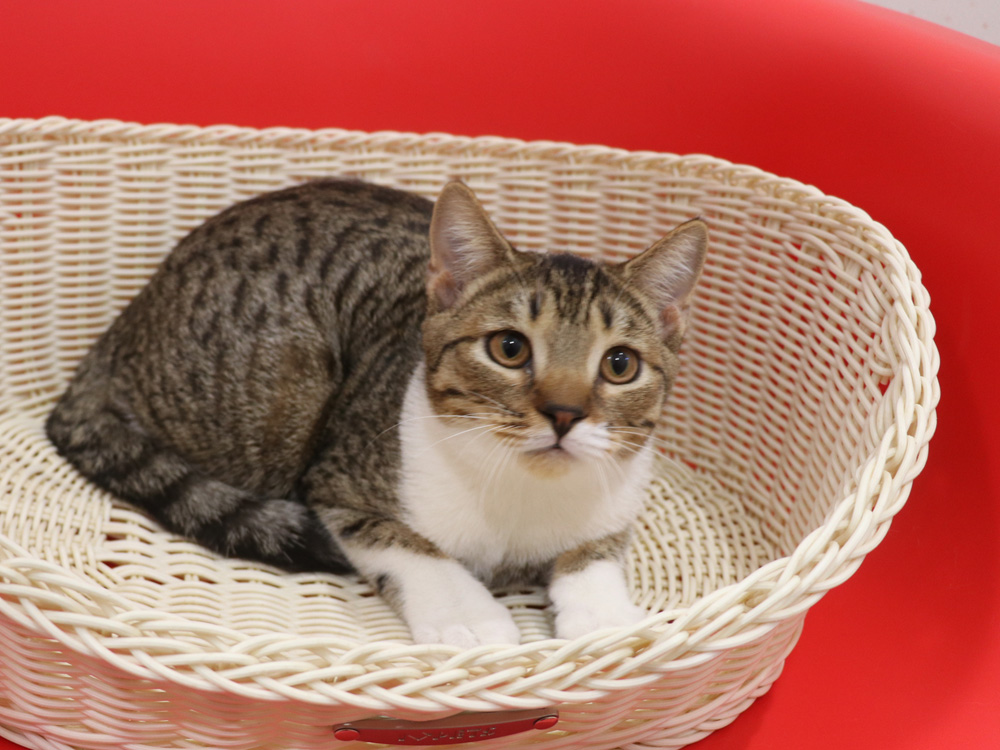 スコティッシュフォールドの子猫画像