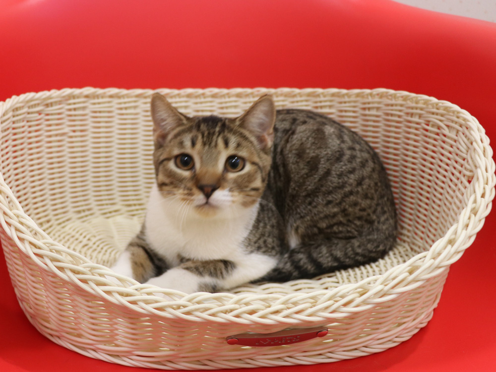 スコティッシュフォールドの子猫画像
