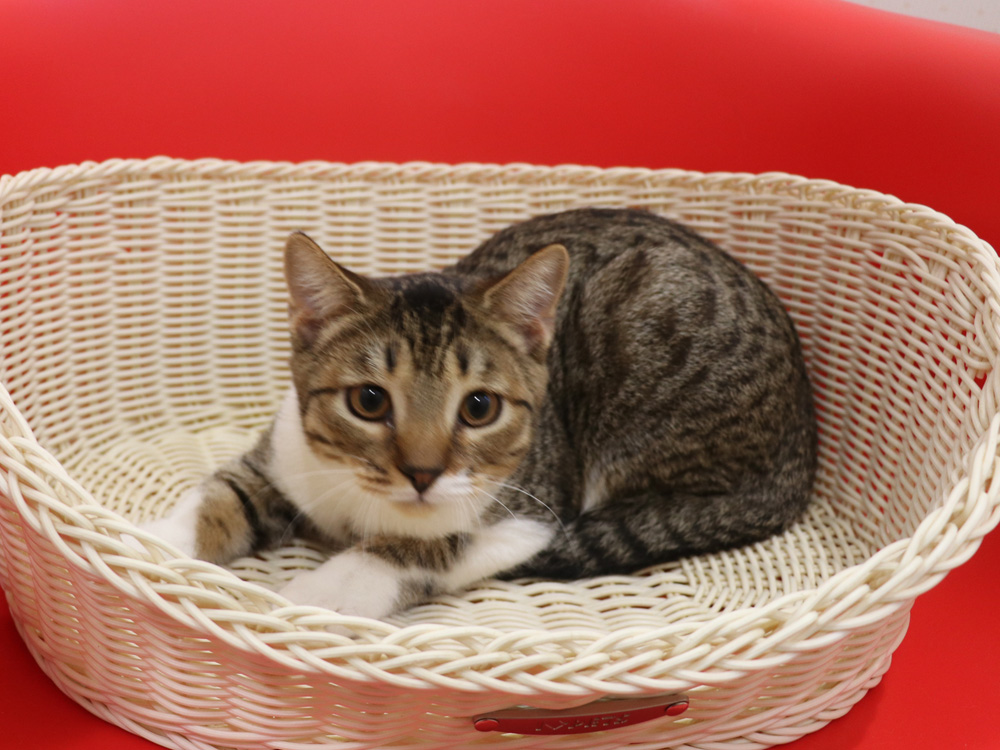 スコティッシュフォールドの子猫画像