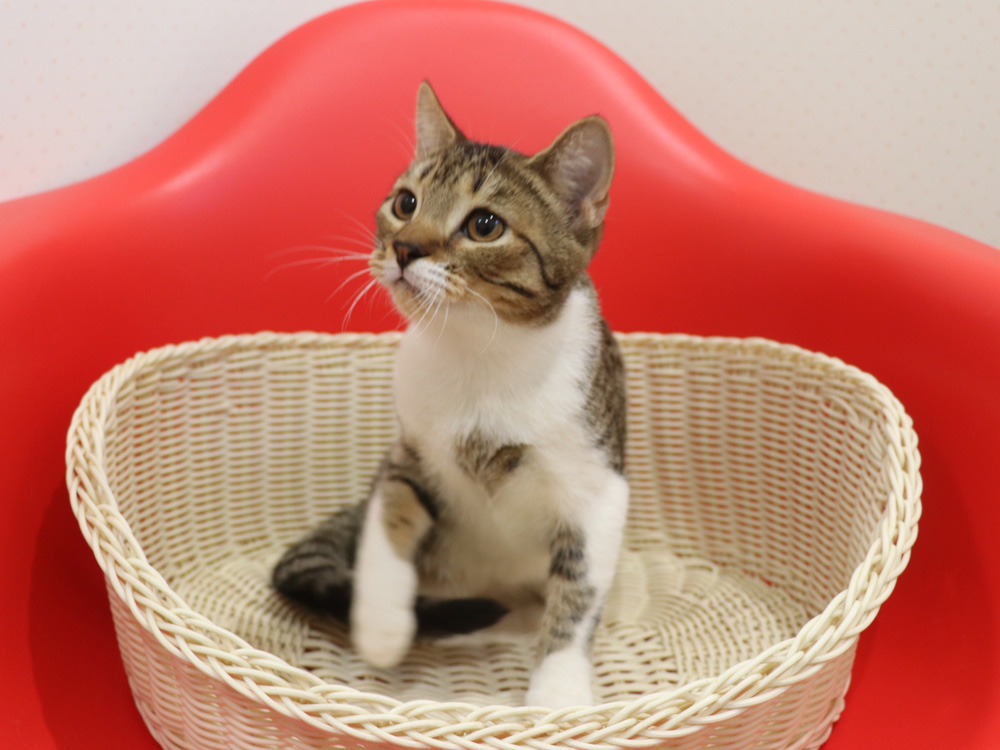 スコティッシュフォールドの子猫画像