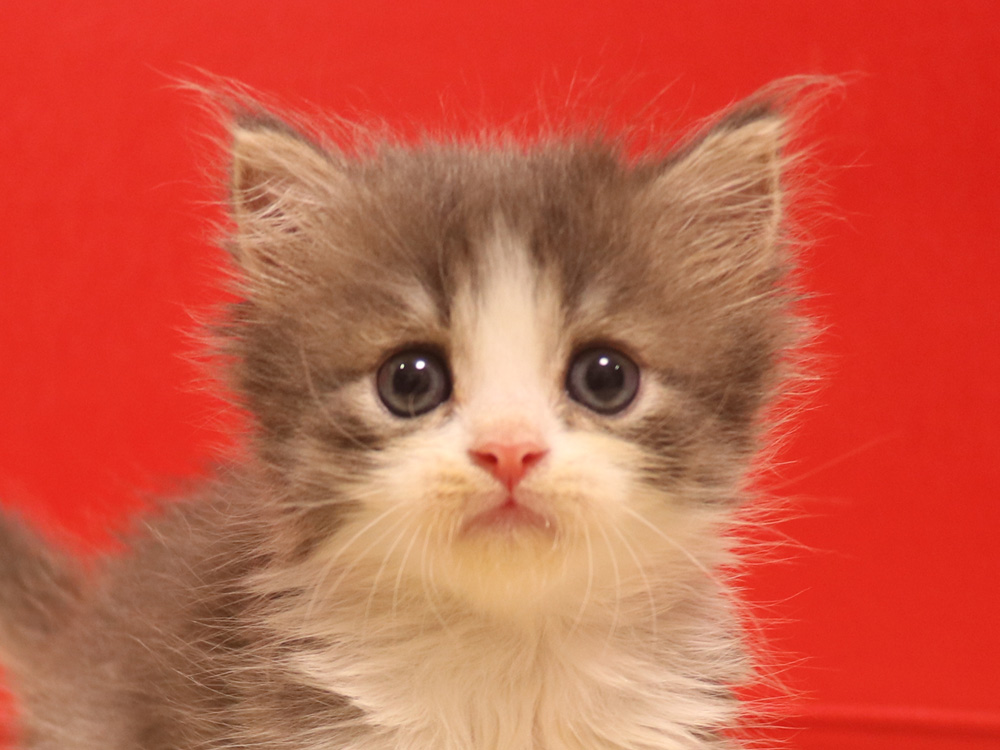 スコティッシュフォールドの子猫画像