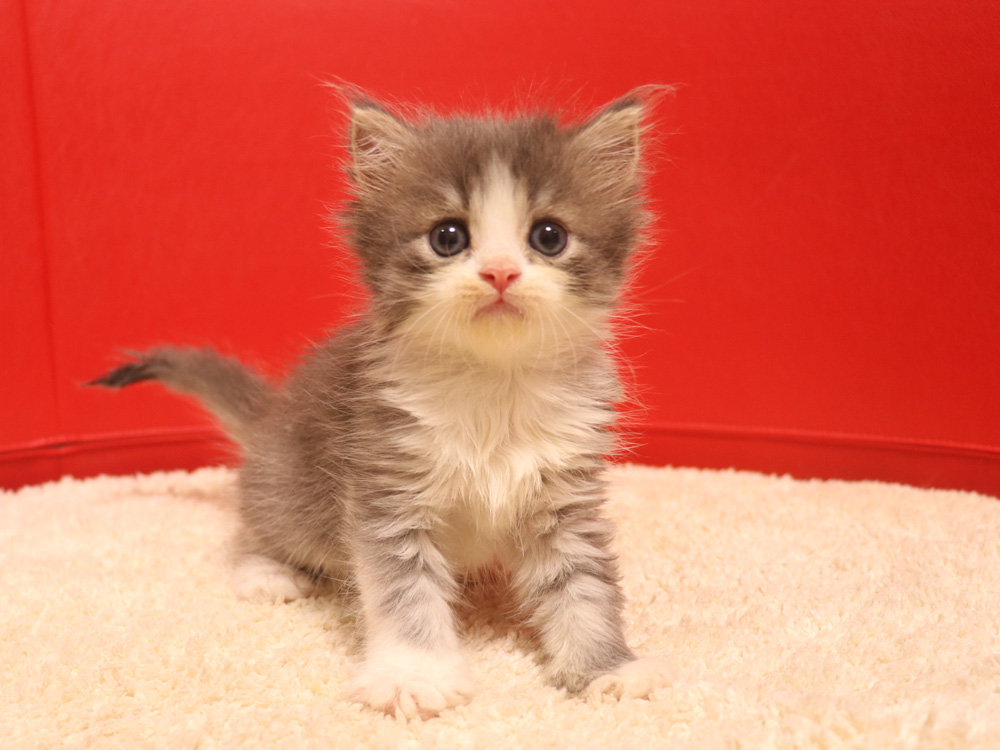 スコティッシュフォールドの子猫画像