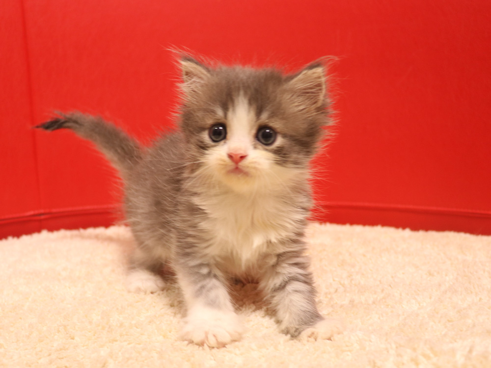スコティッシュフォールドの子猫画像