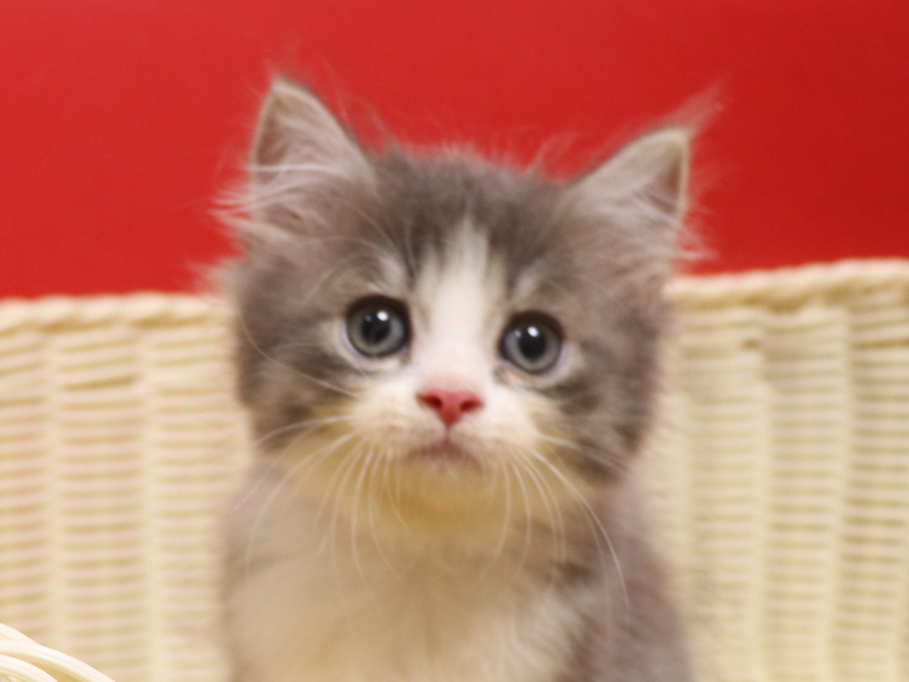 スコティッシュフォールドの子猫画像