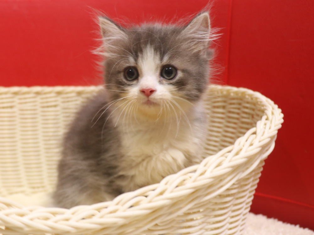 スコティッシュフォールドの子猫画像