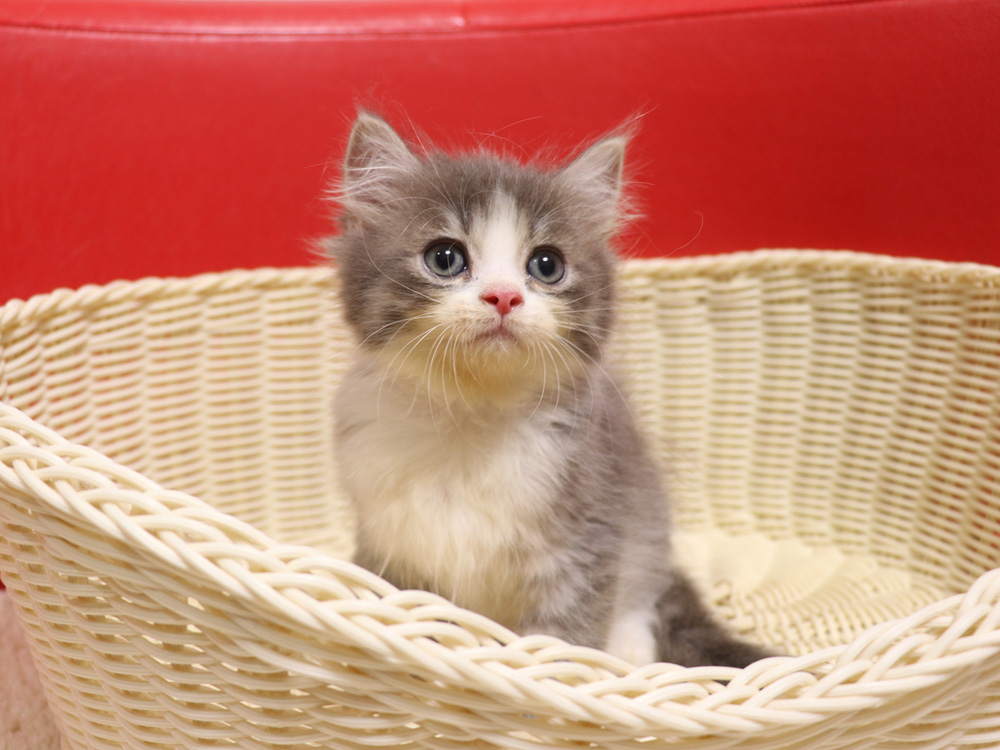 スコティッシュフォールドの子猫画像