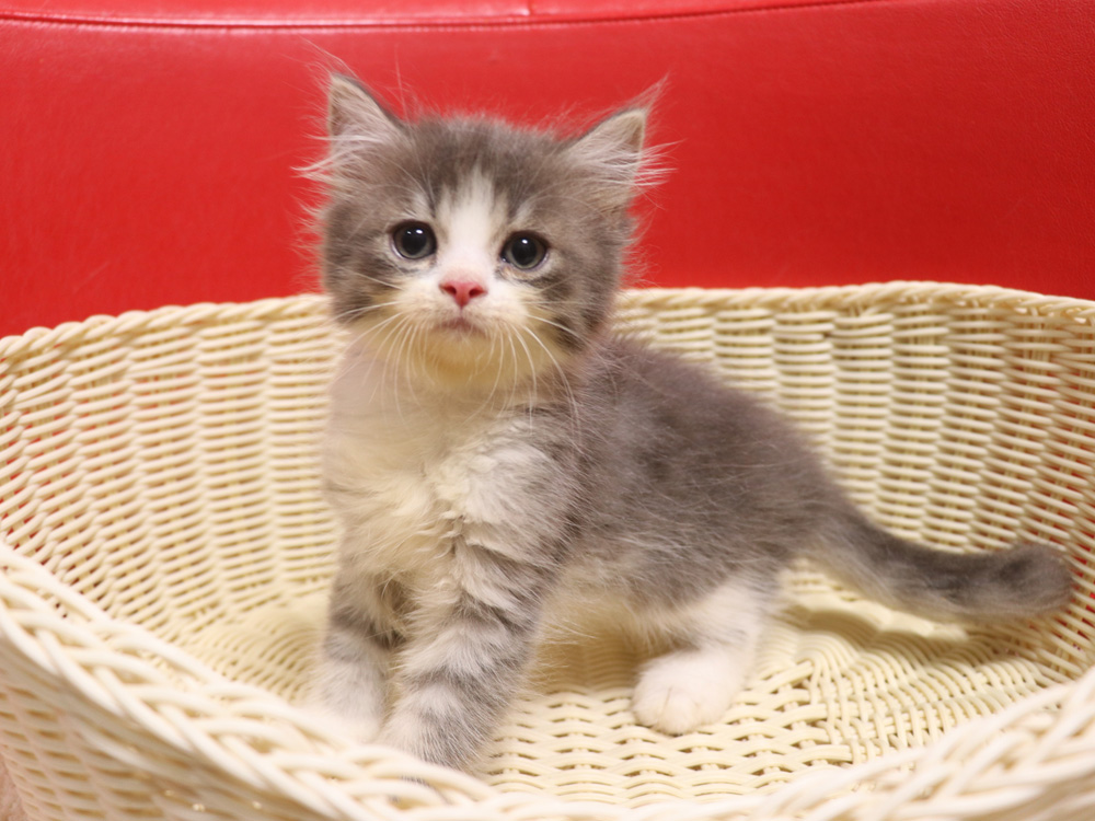 スコティッシュフォールドの子猫画像