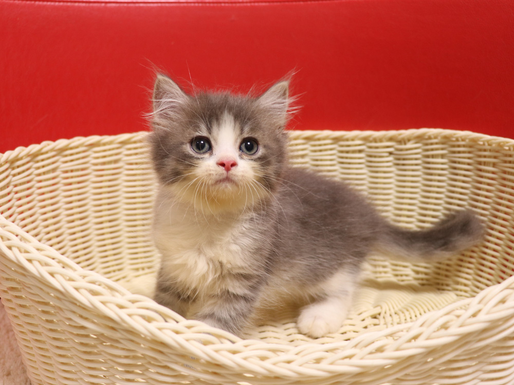スコティッシュフォールドの子猫画像