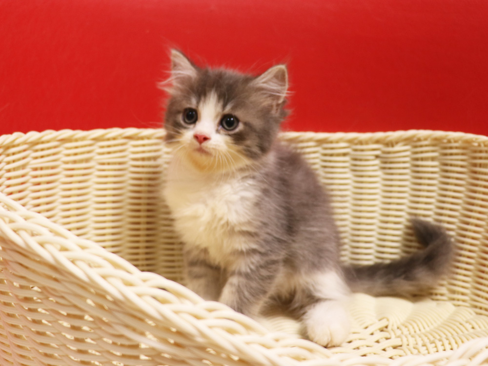 スコティッシュフォールドの子猫画像