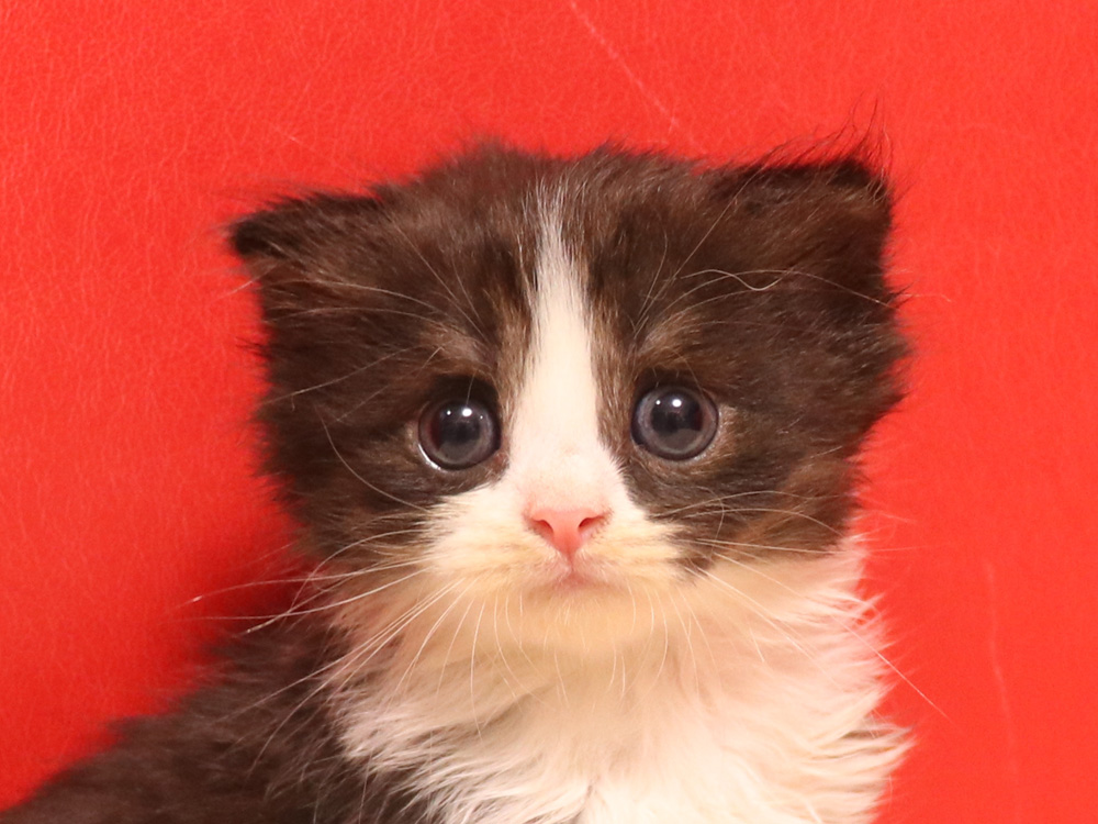 スコティッシュフォールドの子猫画像