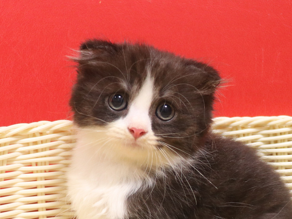 スコティッシュフォールドの子猫画像