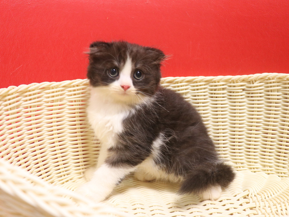 スコティッシュフォールドの子猫画像