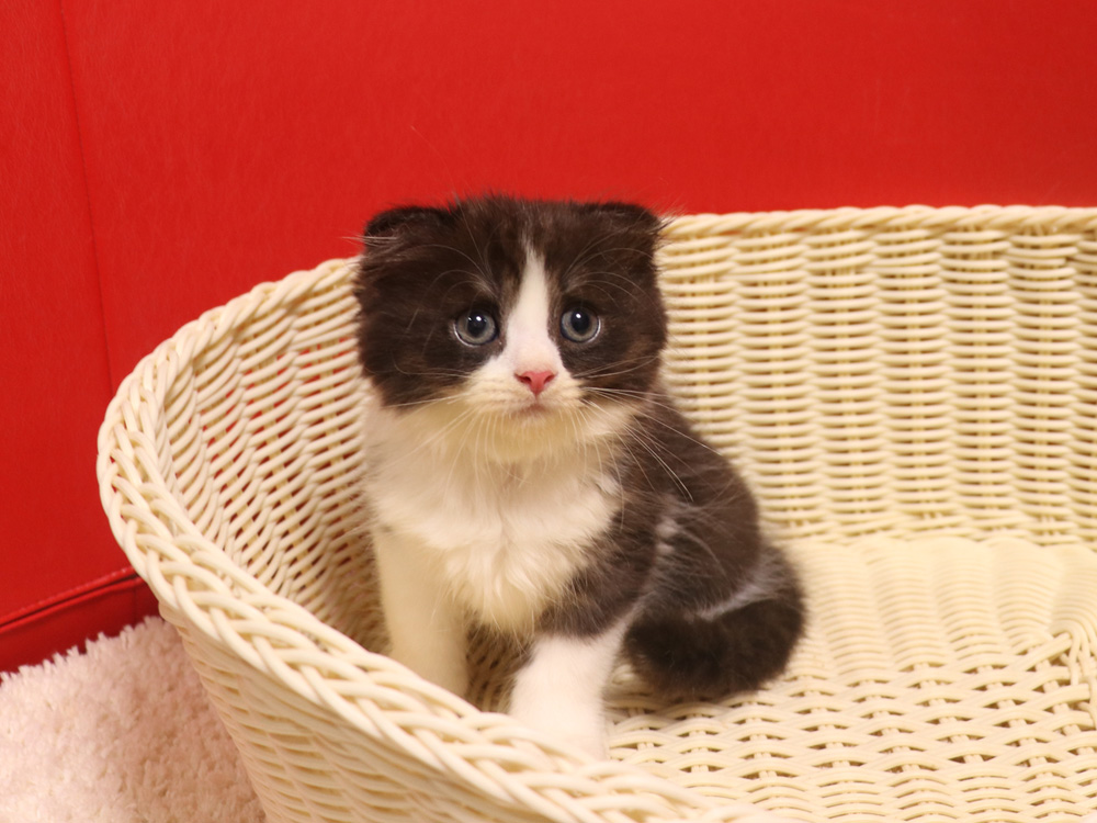 スコティッシュフォールドの子猫画像
