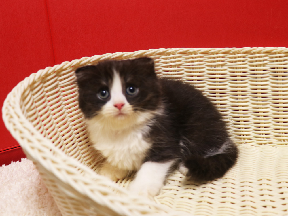 スコティッシュフォールドの子猫画像