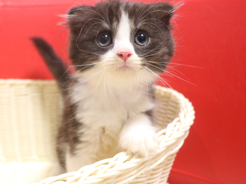 スコティッシュフォールドの子猫画像