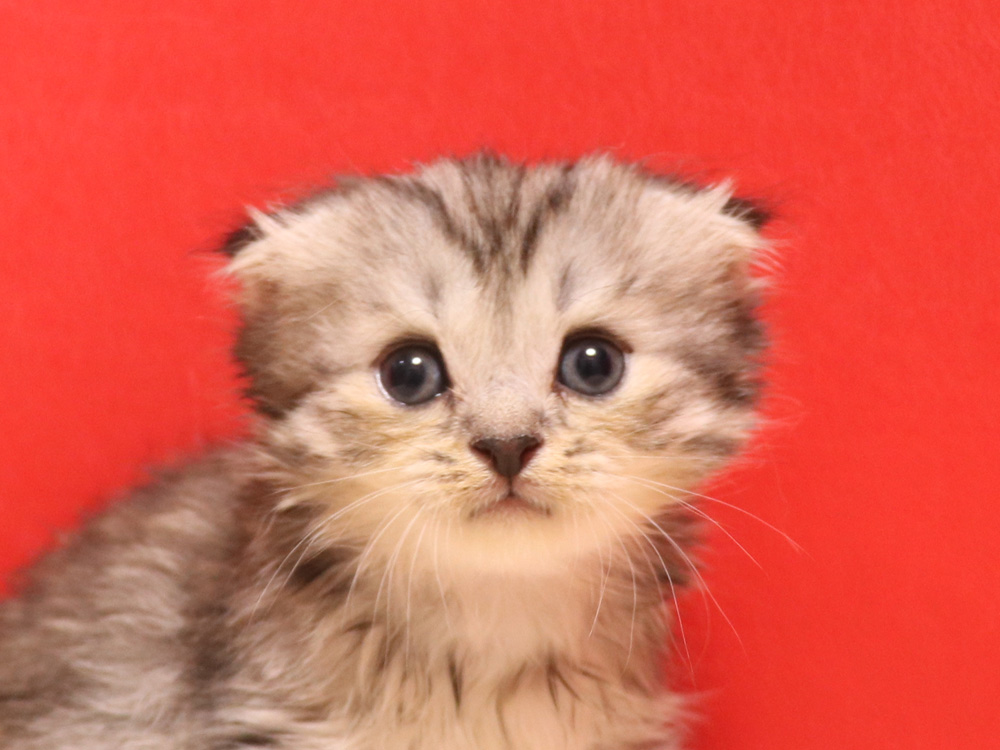 スコティッシュフォールドの子猫画像
