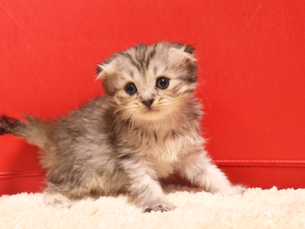 スコティッシュフォールドの子猫画像