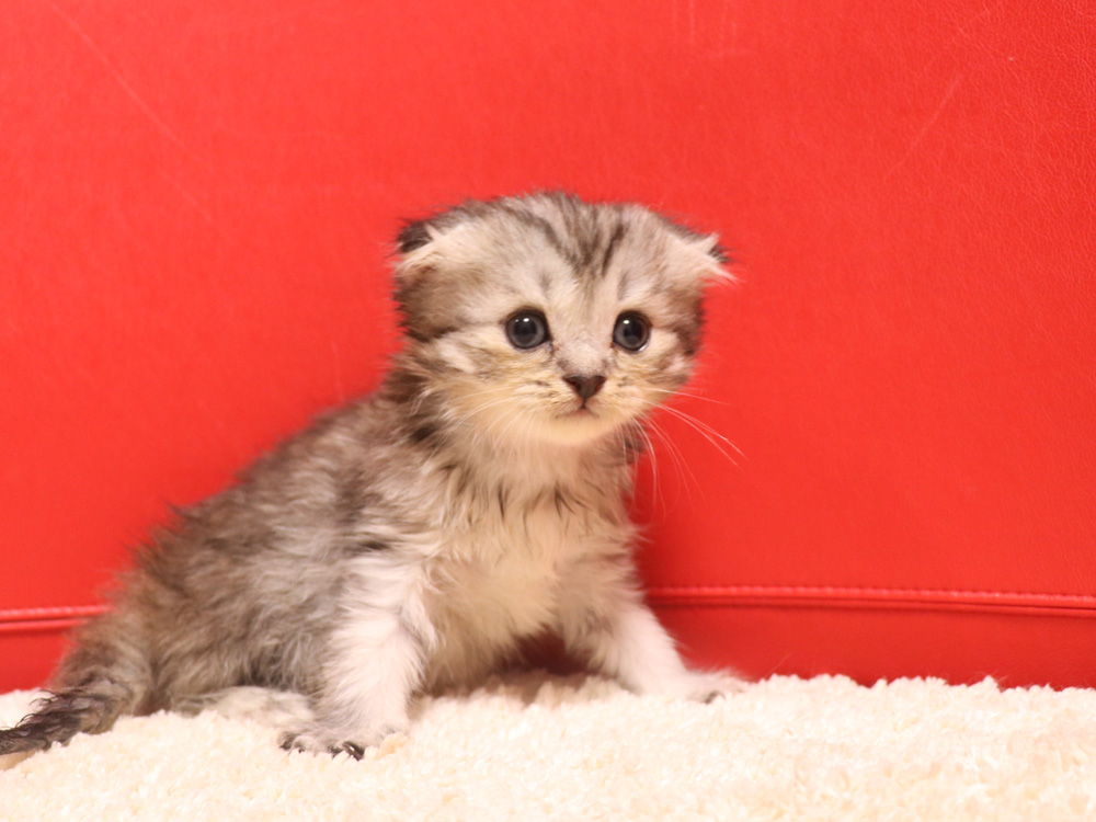スコティッシュフォールドの子猫画像