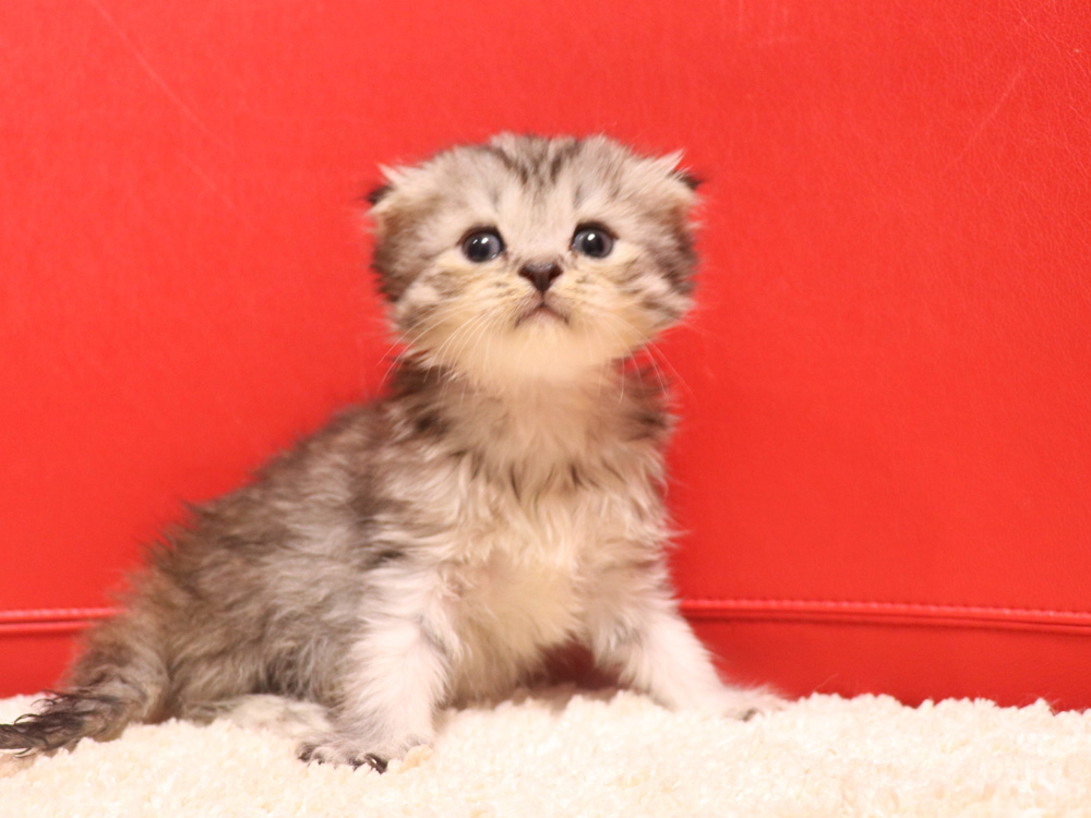 スコティッシュフォールドの子猫画像
