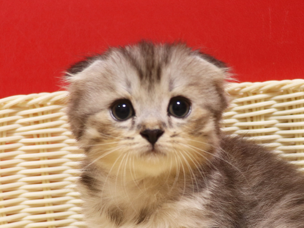 スコティッシュフォールドの子猫画像