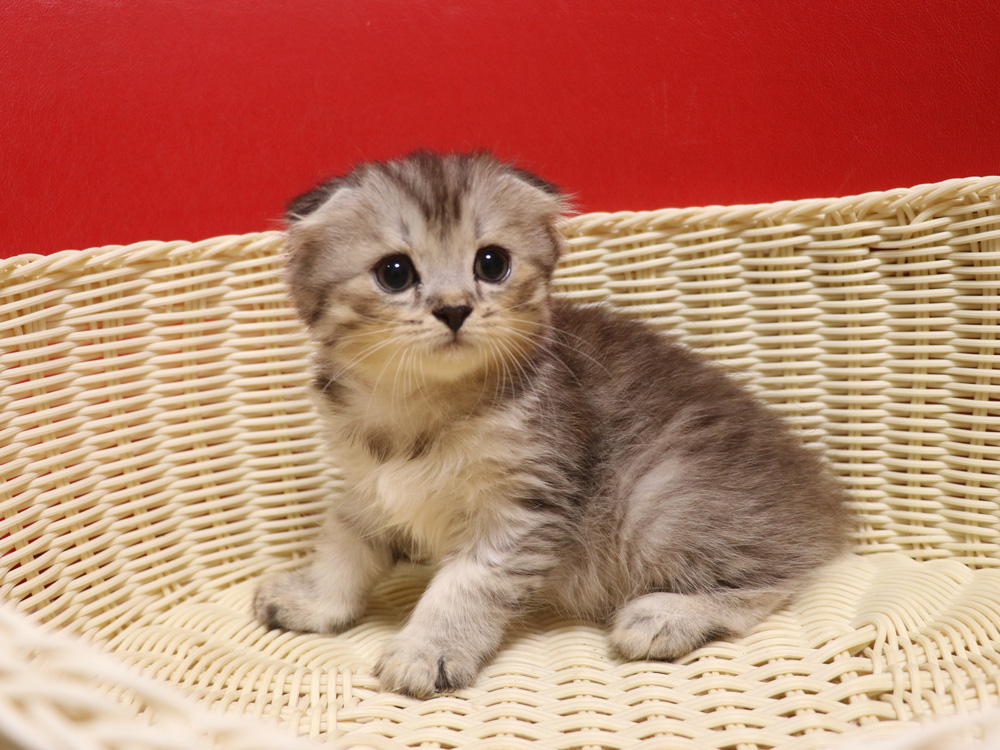 スコティッシュフォールドの子猫画像