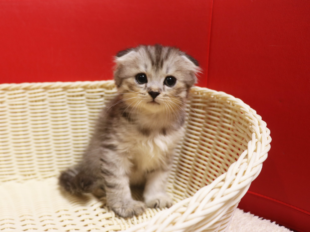 スコティッシュフォールドの子猫画像