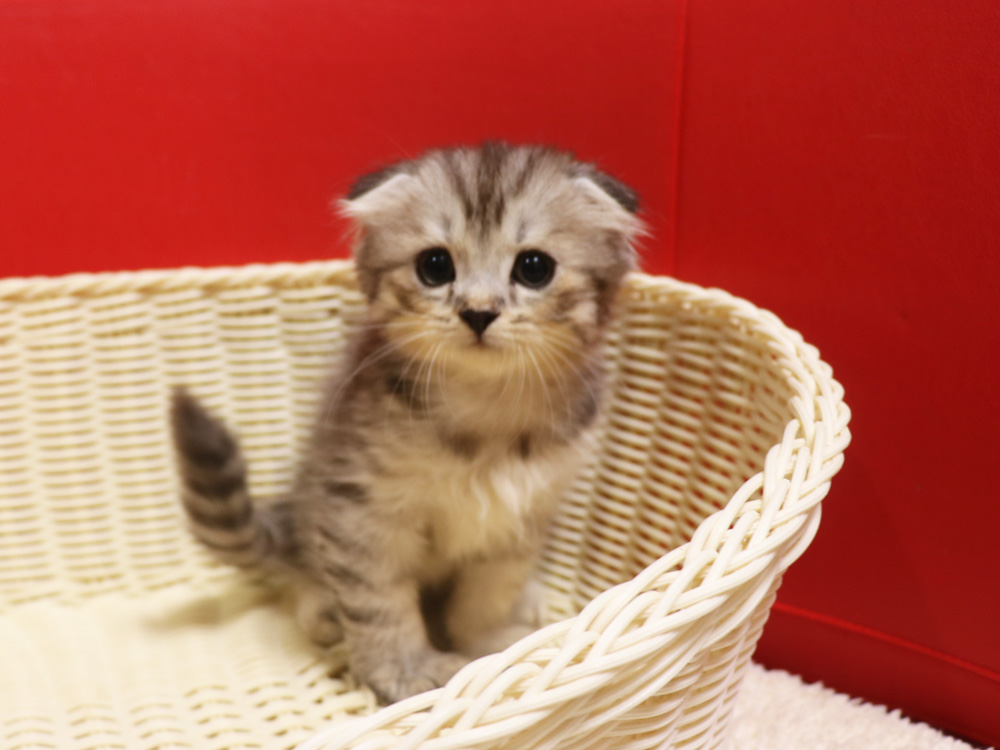 スコティッシュフォールドの子猫画像