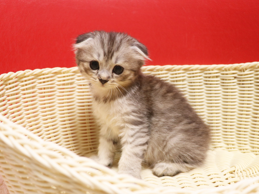 スコティッシュフォールドの子猫画像