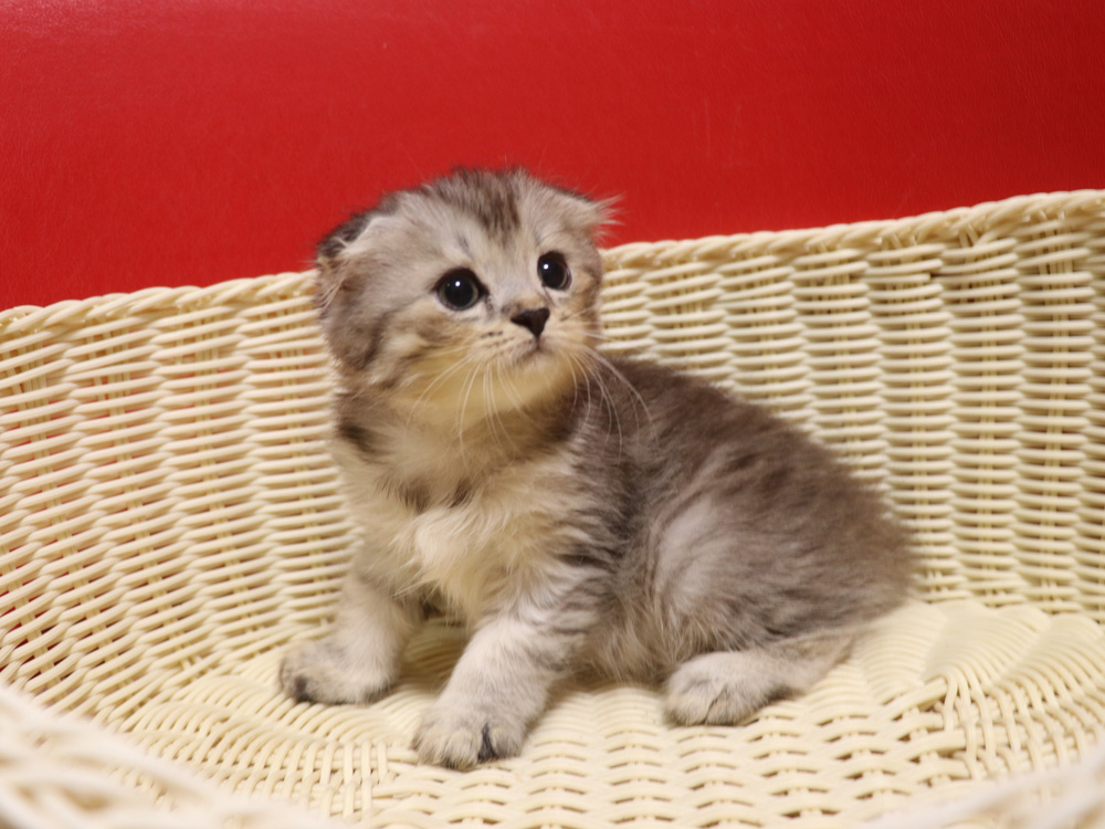 スコティッシュフォールドの子猫画像