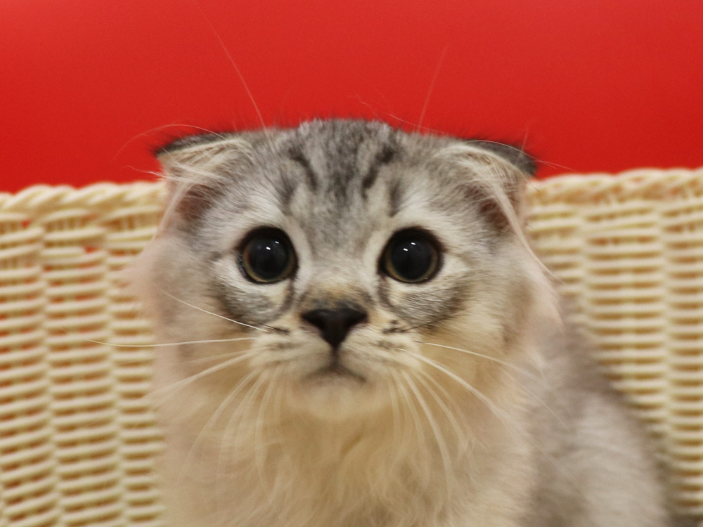 スコティッシュフォールドの子猫画像