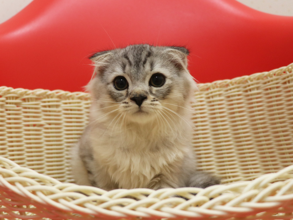 スコティッシュフォールドの子猫画像