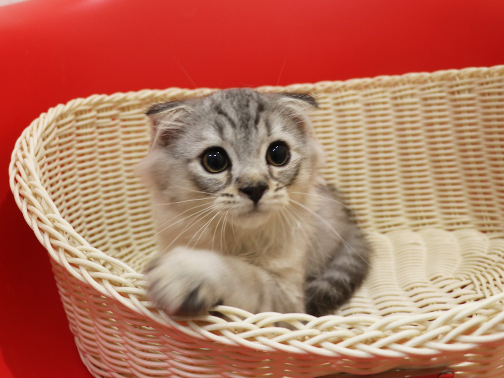 スコティッシュフォールドの子猫画像