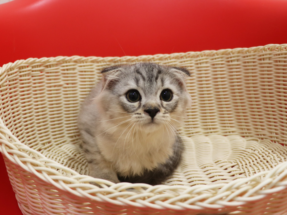 スコティッシュフォールドの子猫画像