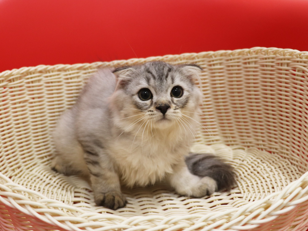 スコティッシュフォールドの子猫画像