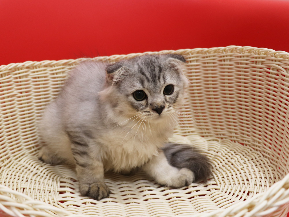 スコティッシュフォールドの子猫画像