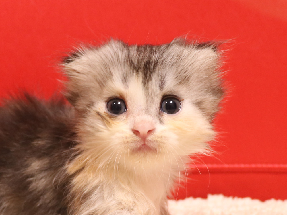 スコティッシュフォールドの子猫画像