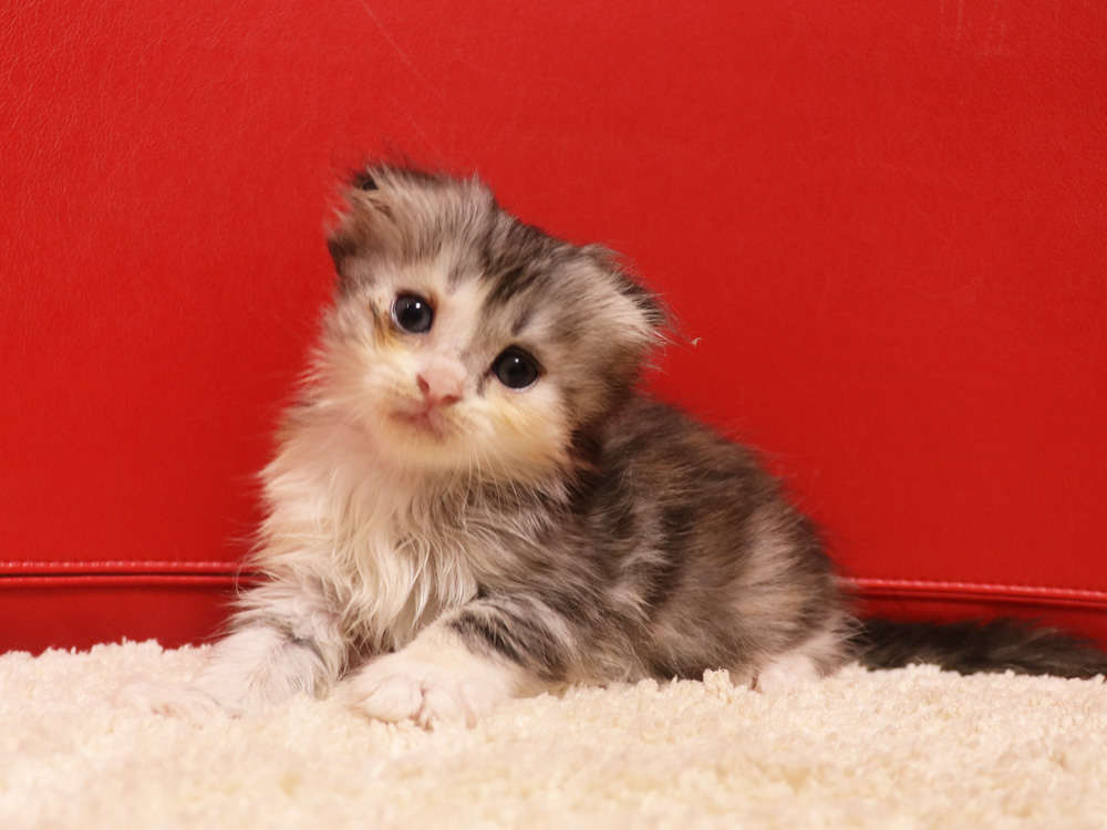 スコティッシュフォールドの子猫画像