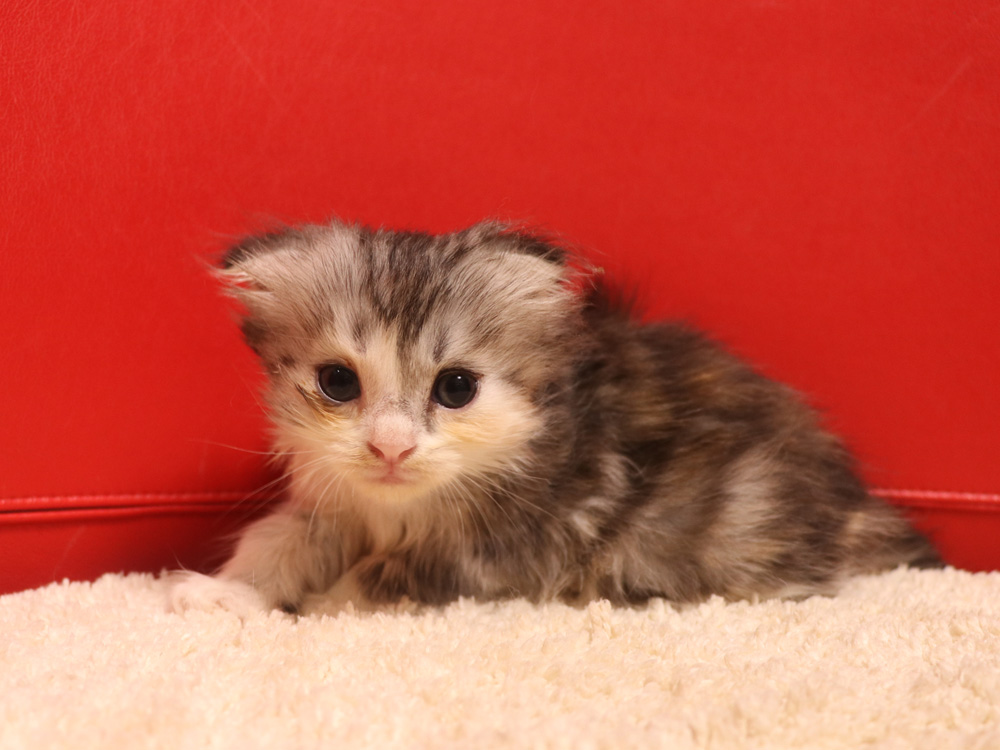 スコティッシュフォールドの子猫画像