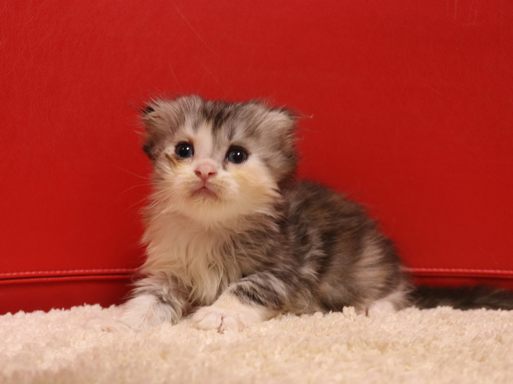 スコティッシュフォールドの子猫画像