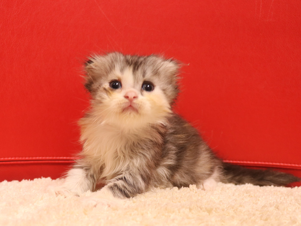 スコティッシュフォールドの子猫画像
