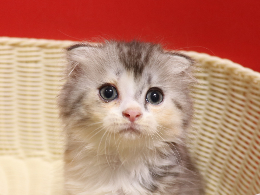 スコティッシュフォールドの子猫画像