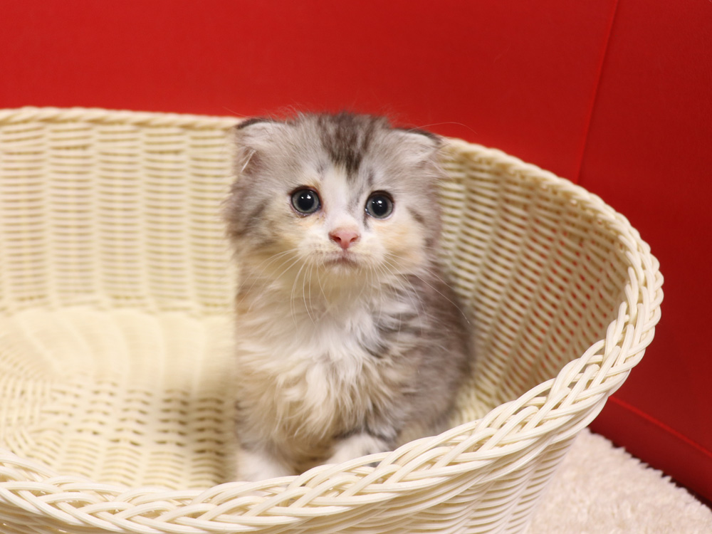 スコティッシュフォールドの子猫画像