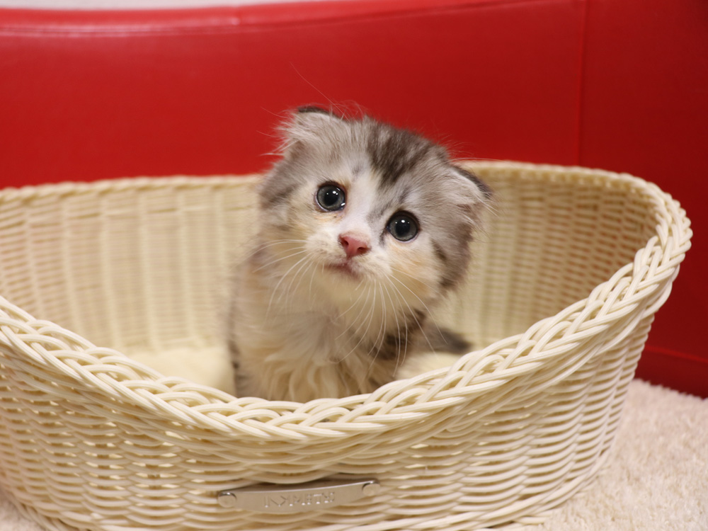 スコティッシュフォールドの子猫画像