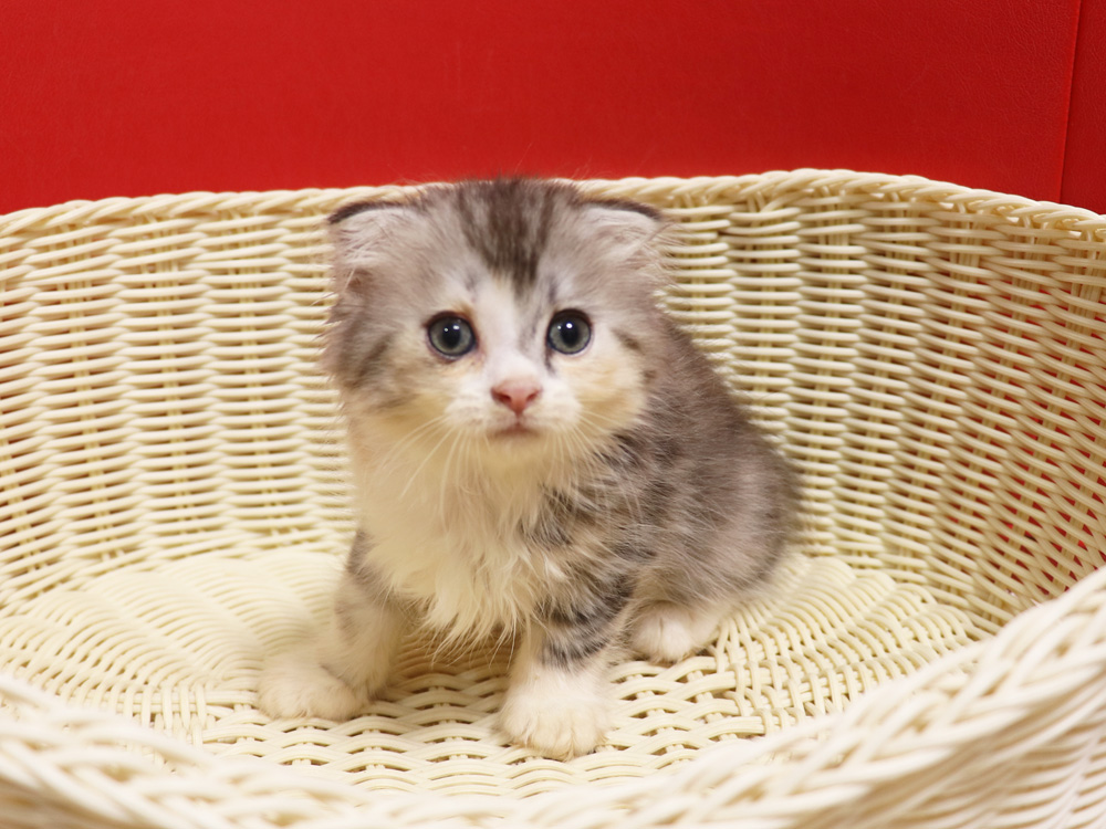 スコティッシュフォールドの子猫画像