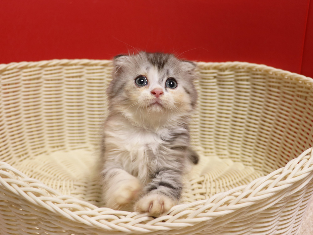 スコティッシュフォールドの子猫画像
