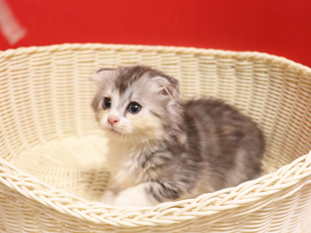 スコティッシュフォールドの子猫画像