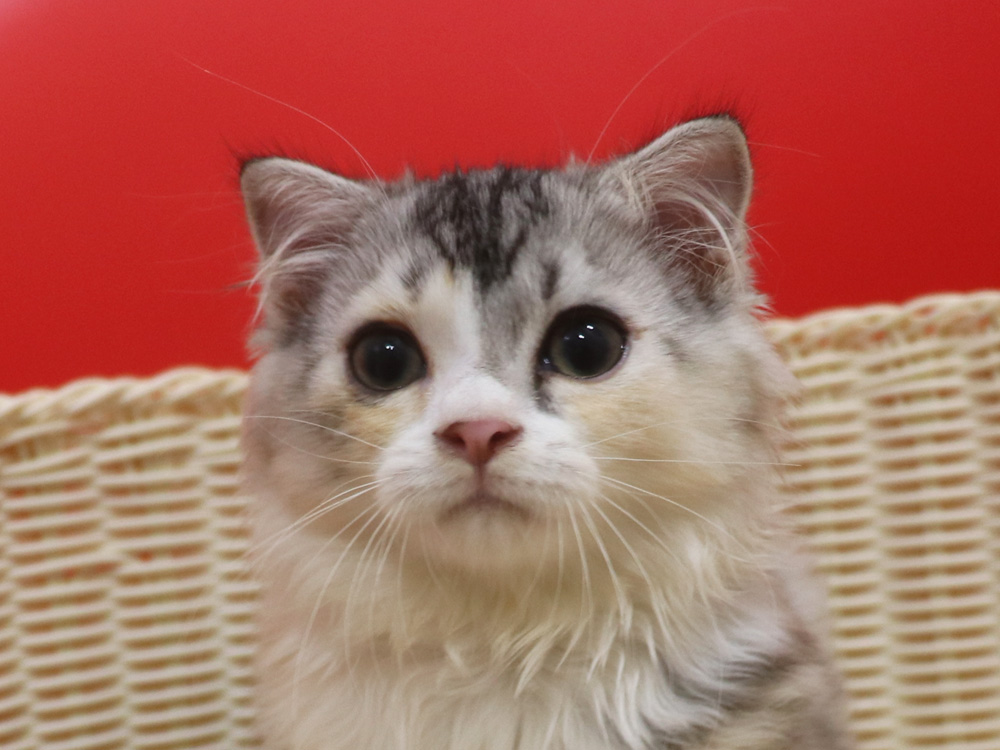 スコティッシュフォールドの子猫画像